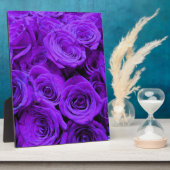 romantische violette paarse rozen ,  rozenroos bou fotoplaat (Zijkant)