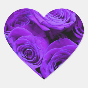 romantische violette paarse rozen , rozenroos bou hart sticker