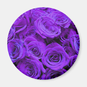 romantische violette paarse rozen , rozenroos bou magneet