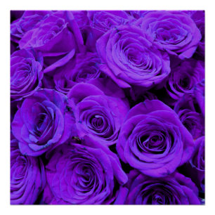 romantische violette paarse rozen ,  rozenroos bou perfect poster