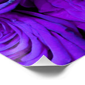 romantische violette paarse rozen , rozenroos bou perfect poster (Hoek)