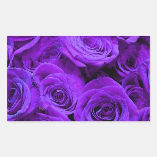 romantische violette paarse rozen ,  rozenroos bou rechthoekige sticker (Voorkant)