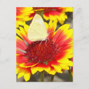 Romantische Vlinder Rozen Bloesems Briefkaart