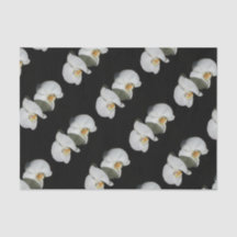 Romantische witte orchideeën, tropische foto van f