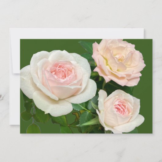 Romantische witte roze rozen kaart (Voorkant)