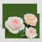 Romantische witte roze rozen kaart (Voorkant / Achterkant)