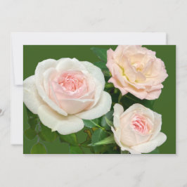 Romantische witte roze rozen kaart