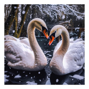Romantische zwanen in een winterwonderland foto afdruk