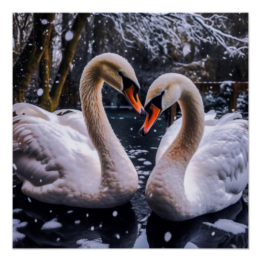 Romantische zwanen in een winterwonderland perfect poster (Voorkant)