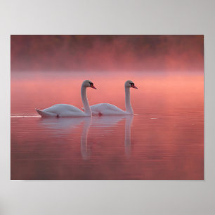 Romantische zwanen op roze meer Nevelige zonsopgan Poster