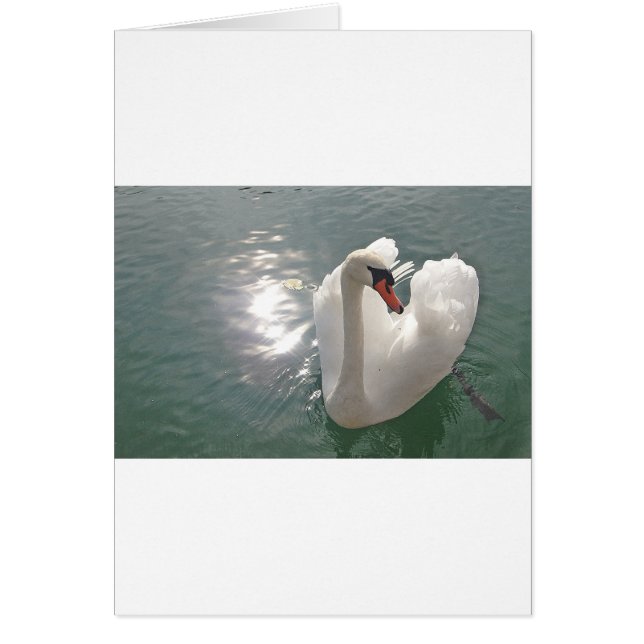 Romantischer weisser Schwan (Voorkant)