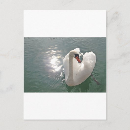 Romantischer weisser Schwan Briefkaart (Voorkant)