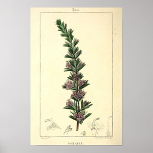 Romarin, Rozemarijn Plant Print