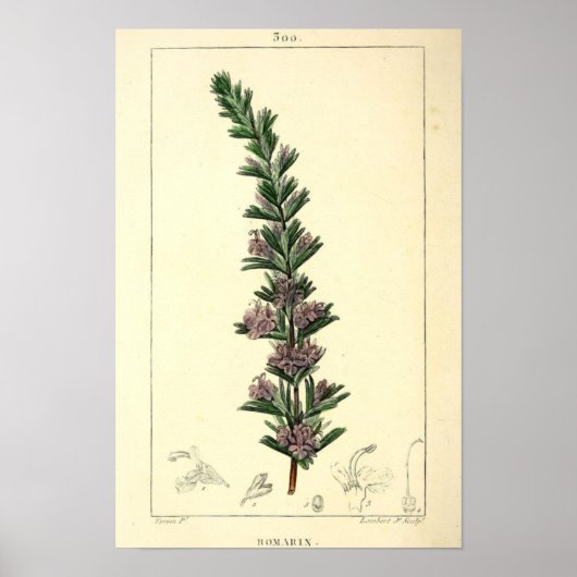 Romarin, Rozemarijn Plant Print (Voorkant)