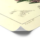 Romarin, Rozemarijn Plant Print (Hoek)