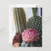 Romeinen 8:37 Cactus Briefkaart (Voorkant / Achterkant)