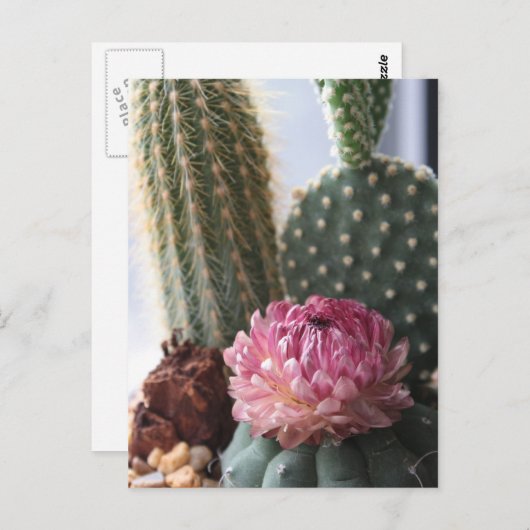 Romeinen 8:37 Cactus Briefkaart (Voorkant / Achterkant)