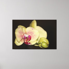 Romige orchideeënbloem canvas afdruk