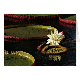 Romige witte water lelie bloem en reuzenlelie pads