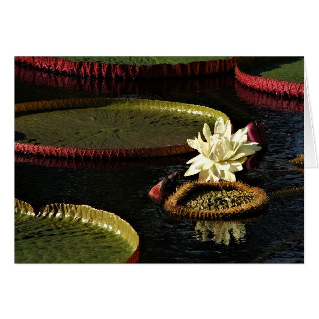 Romige witte water lelie bloem en reuzenlelie pads (Voorkant Horizontaal)