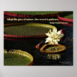 Romige witte water lelie bloem en reuzenlelie pads poster