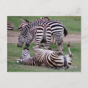 Romping Over Briefkaart
