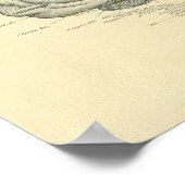  rond Anatomisch brein Mediaan oppervlak Poster (Hoek)