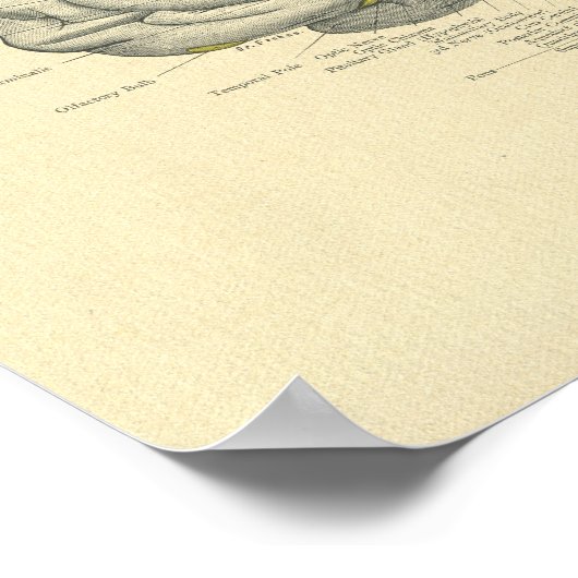  rond Anatomisch brein Mediaan oppervlak Poster (Hoek)