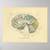  rond Anatomisch brein Mediaan oppervlak Poster (Voorkant)