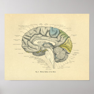  rond Anatomisch brein Mediaan oppervlak Poster
