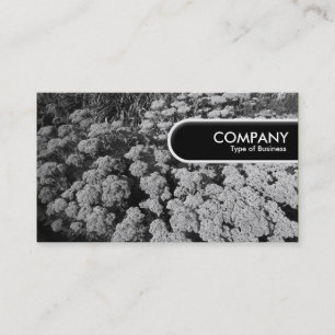 Rond Label rand - Sedum "Autumn Joy"
