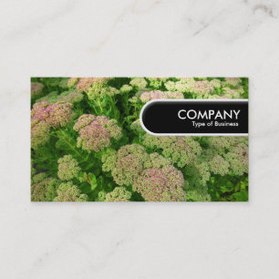 Rond Label rand - Sedum "Autumn Joy"