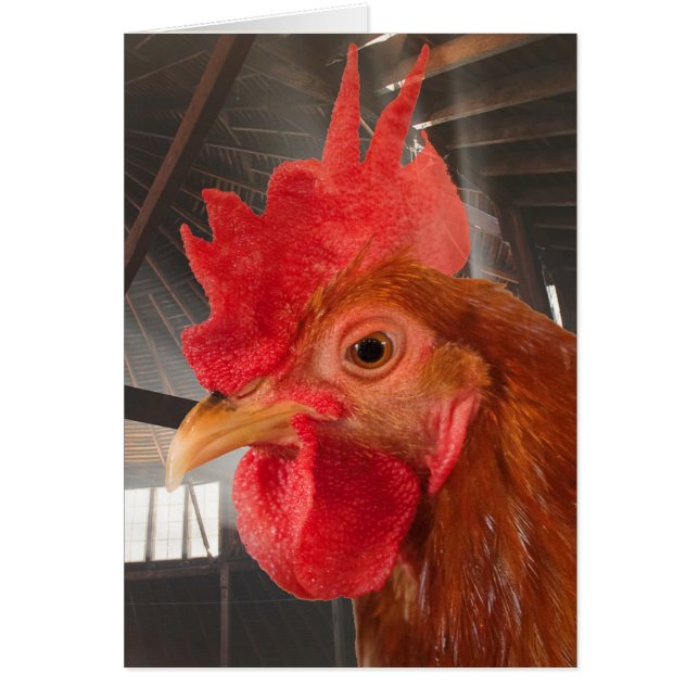Ronde Barn Chicken (Voorkant)