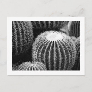 Ronde Cacti-Briefkaart Briefkaart