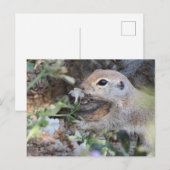 Ronde lantaarnvierkant die de bloemen smelt briefkaart (Voorkant / Achterkant)