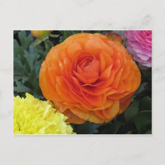 Ronde Oranje ventilator Briefkaart (Voorkant)