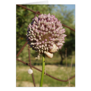 Ronde Paarse ventilator