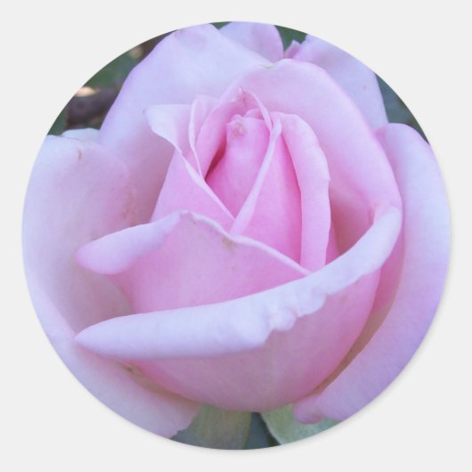 Ronde roze roos sticker (Voorkant)
