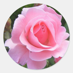 Ronde sticker met mooie roze roos