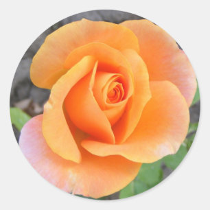 Ronde Sticker met oranje roos