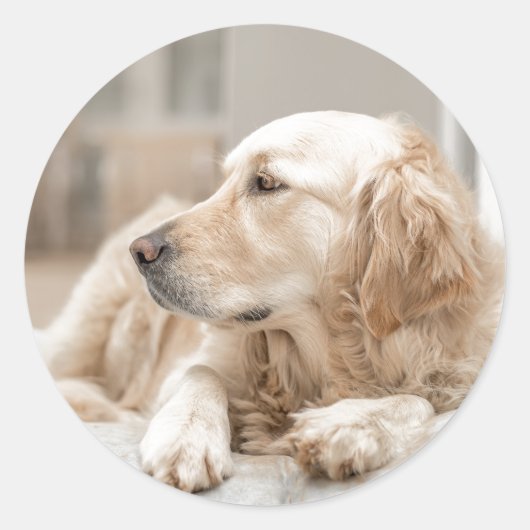 Ronde sticker met portret van Golden Retriever (Voorkant)