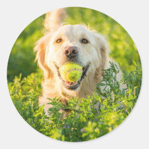 Ronde sticker met portret van Golden Retriever