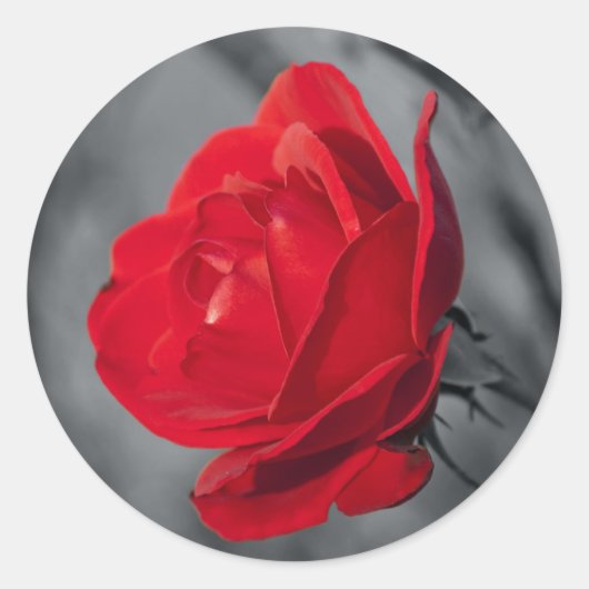 Ronde sticker met rode roos (Voorkant)
