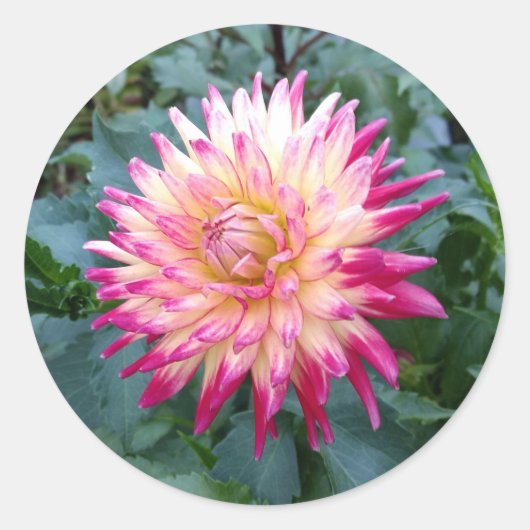 Ronde sticker met roze en paarse dahlia (Voorkant)