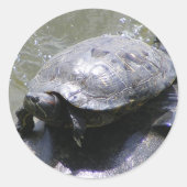 Ronde sticker met schildpad (Voorkant)