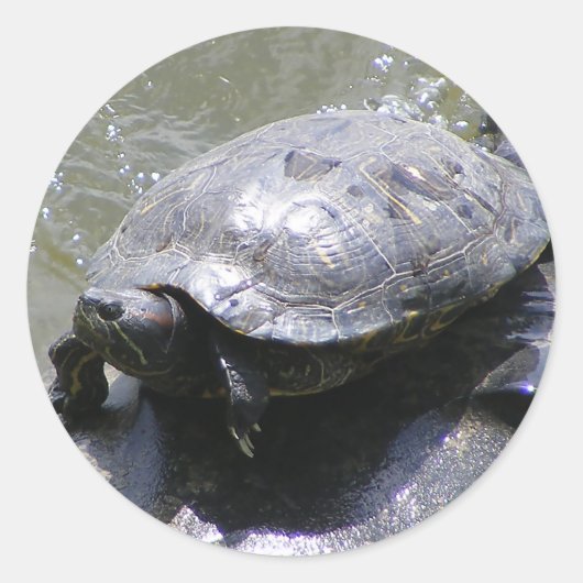 Ronde sticker met schildpad (Voorkant)