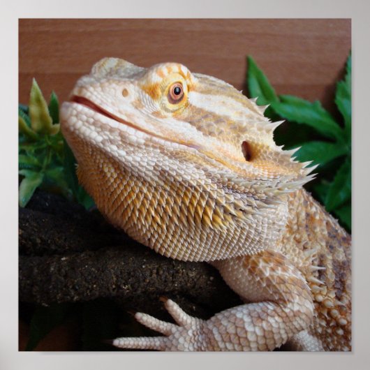 Ronnie 2 poster (Voorkant)