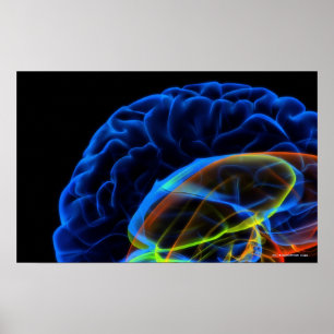 Röntgenafbeelding van de hersenen poster