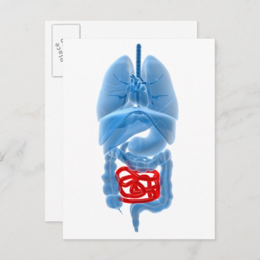 röntgenAfbeelding van interne organen met een klei Briefkaart (Voorkant / Achterkant)