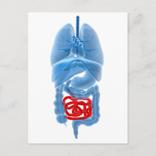 röntgenAfbeelding van interne organen met een klei Briefkaart (Voorkant)